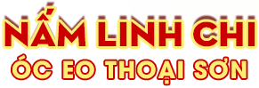 Sâm yến thịnh phát